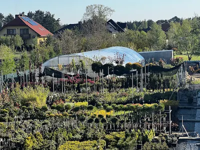 Centrum Ogrodnicze Tree Team